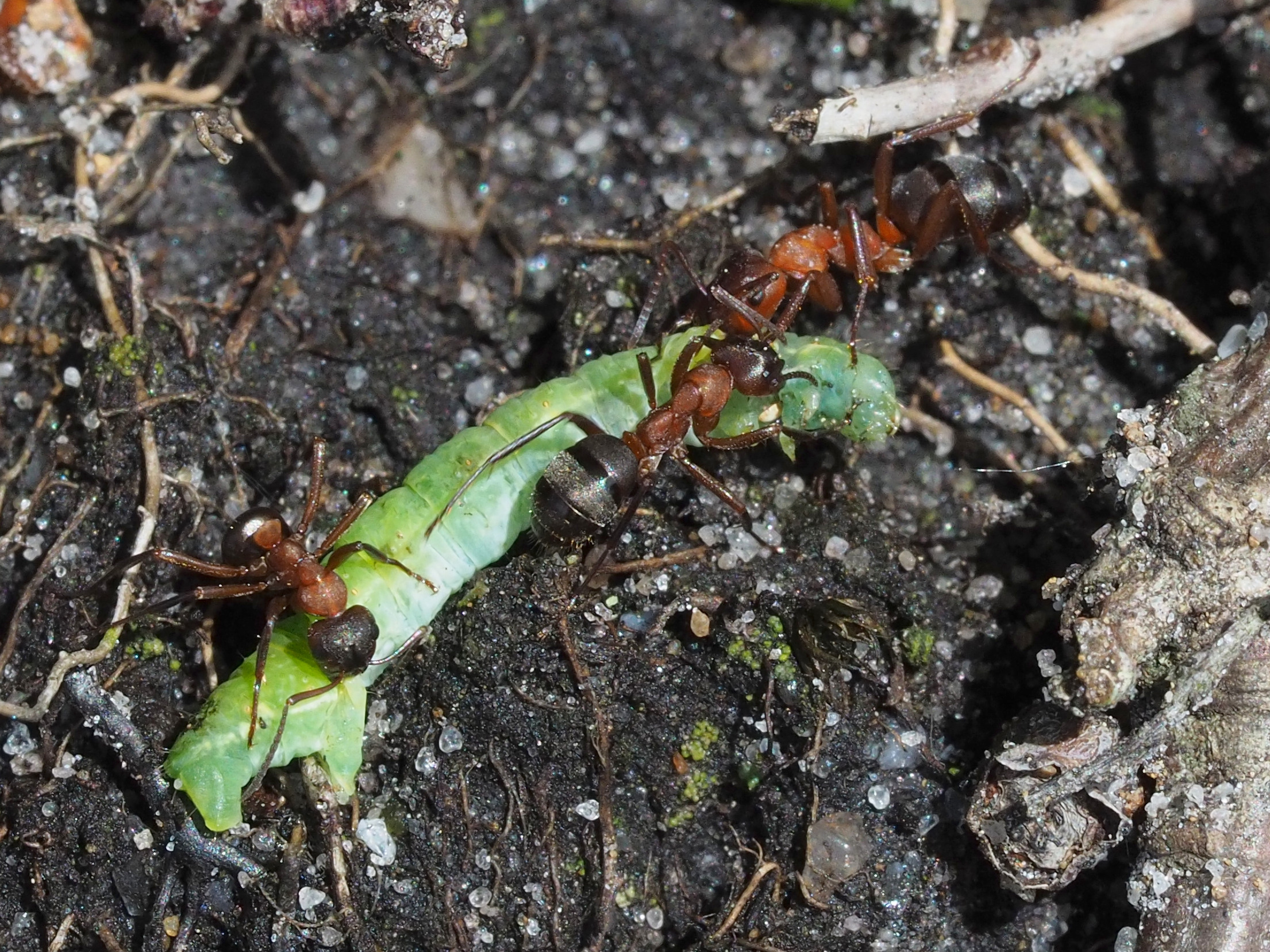 Myrer med målerlarve